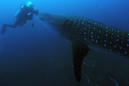 © copyright by Peter Schmid