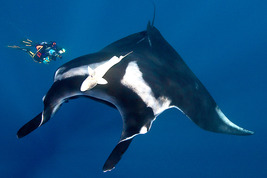 © copyright by Nautilus Explorer by Deb Smrekar