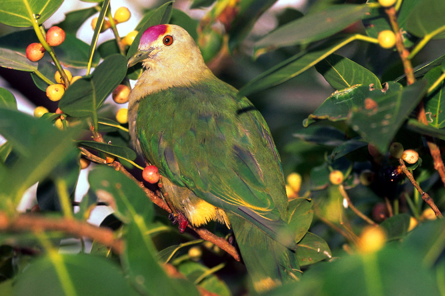 http://www.diversiondivetravel.com.au/images/zoom/rel000031_palau_land_leute_03/bild_189194.jpg